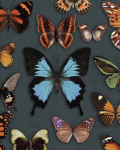 IGALARI WFDECOR DARK EDITION PAPILLON